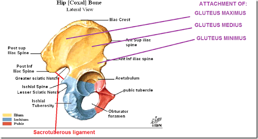 Extreme soreness of iliac spine/crest - Spondylitis Association of ...